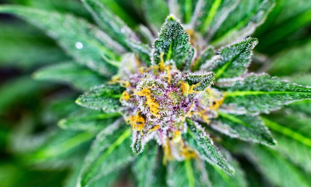 Flowering Stage Tips For Cannabis