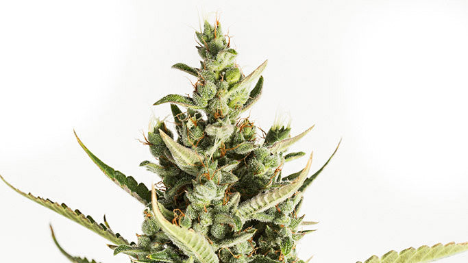 Guide to Growing Autoflowering Cannabis