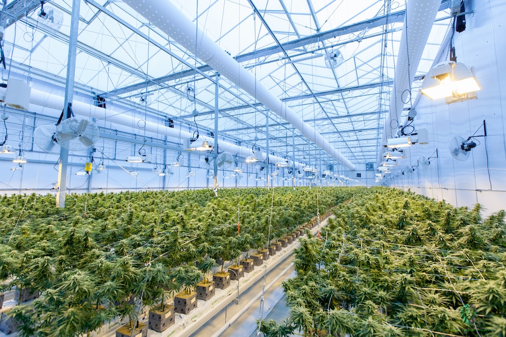 The Ultimate Guide to Growing Cannabis Indoors: Master the Art of Successful Indoor Cultivation