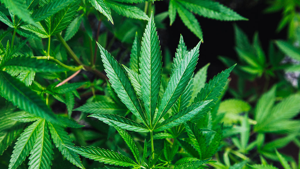 Managing Fan Leaves On Cannabis