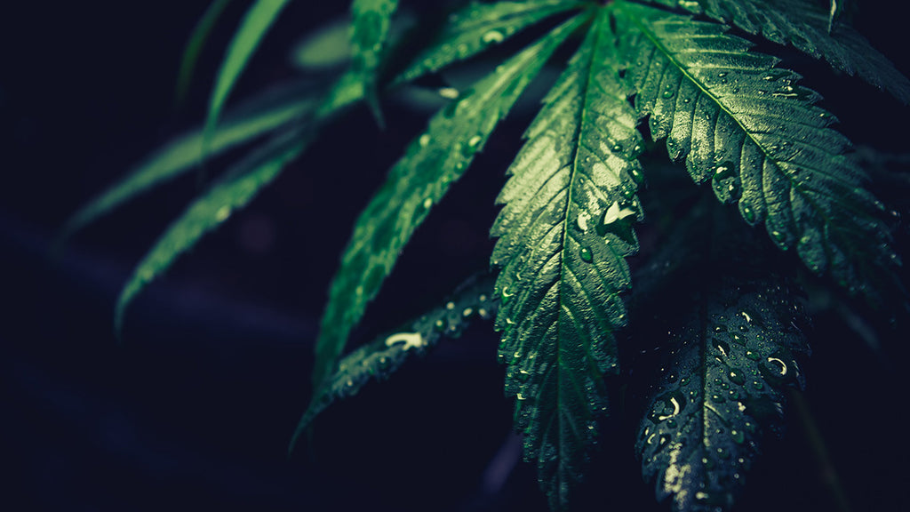 10 Leaf Problems With Cannabis: Explained