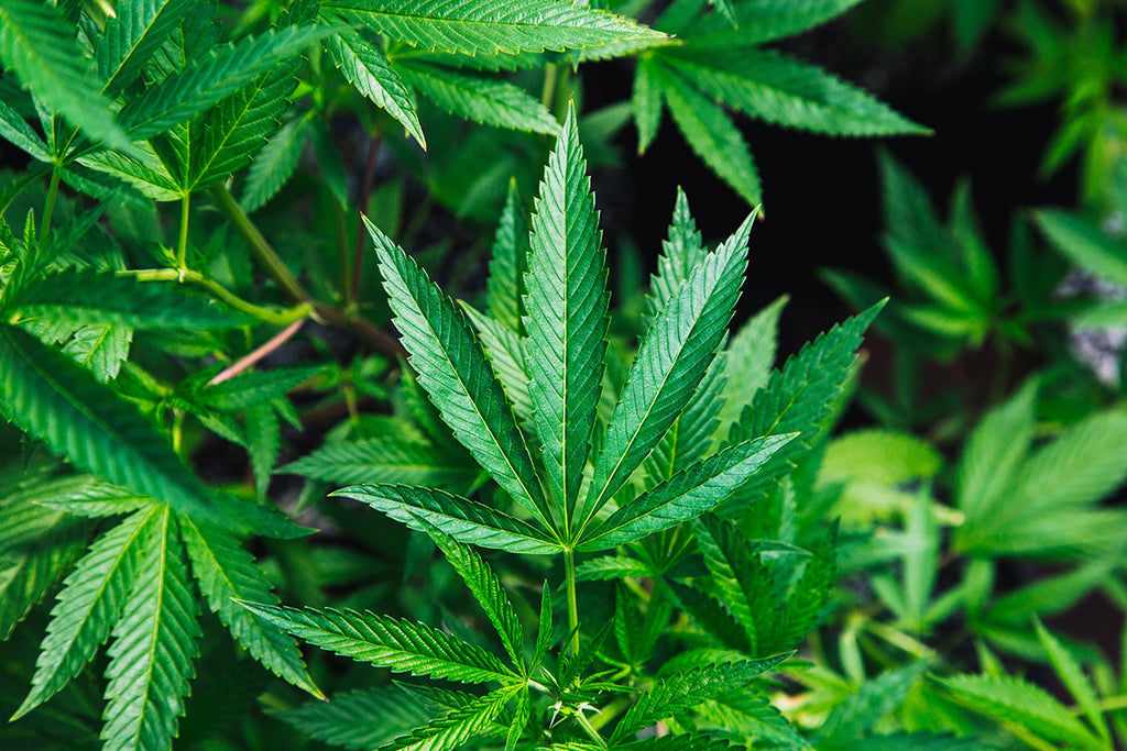 The Benefits of Silicon to Plant Health