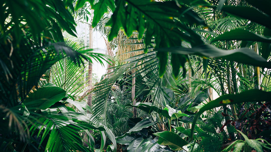 Understanding Chelates In Plants