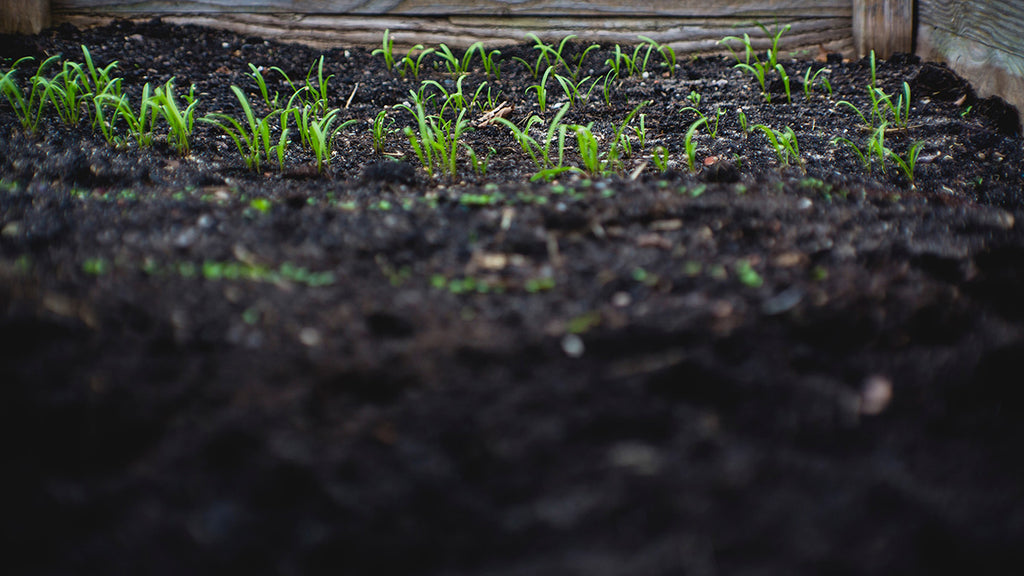 Buying A Complete Fertilizer