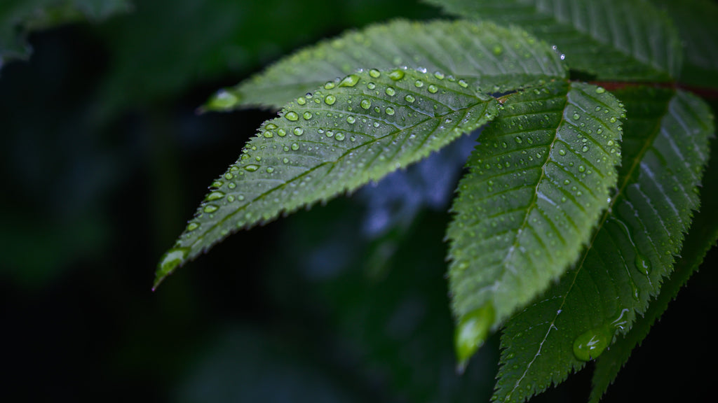 Short Quick Guide To Foliar Feeding