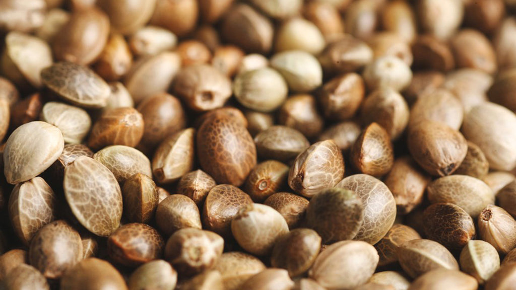 Ten Traits Of Good Marijuana Seeds