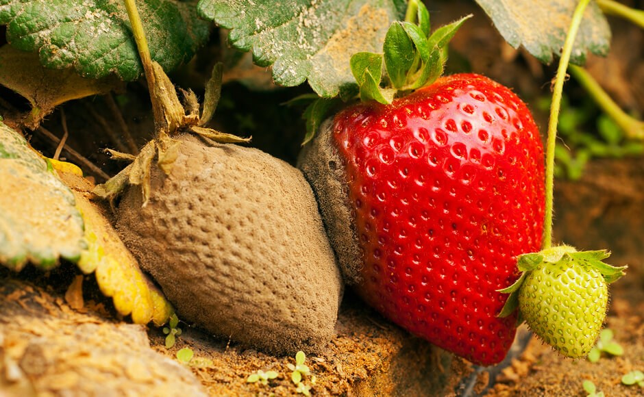 How To Identify and Prevent Botrytis