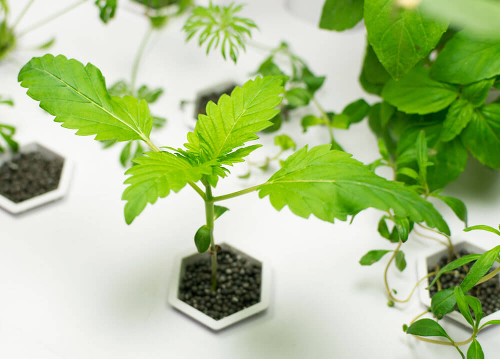 Basic Hydroponics Growing Tips