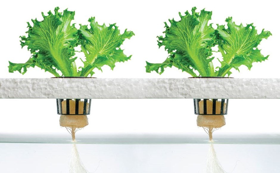 Hydroponic Nutrients: What Every Grower Should Know