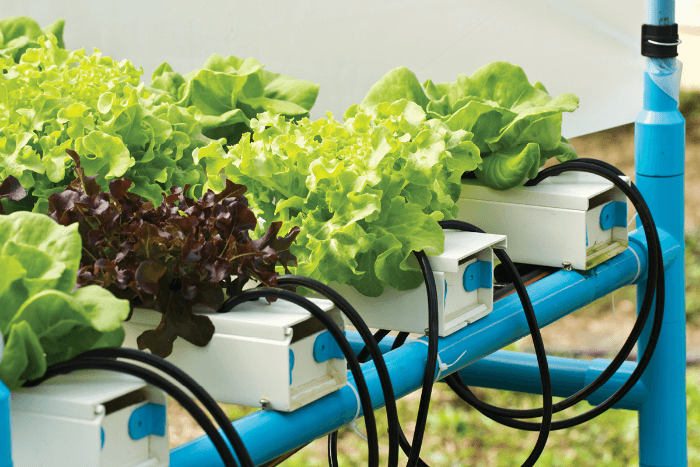 Making the Most of Hydro Nutrients for Plants