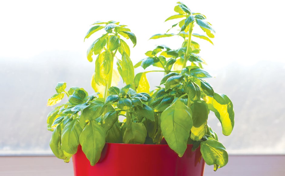 How To Grow Herbs Indoors