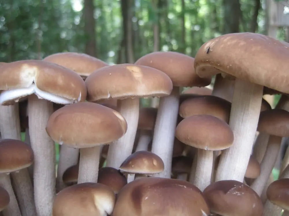Why Growing Mushrooms at Home Just Makes Sense - And Why Now's the Best Time to Start