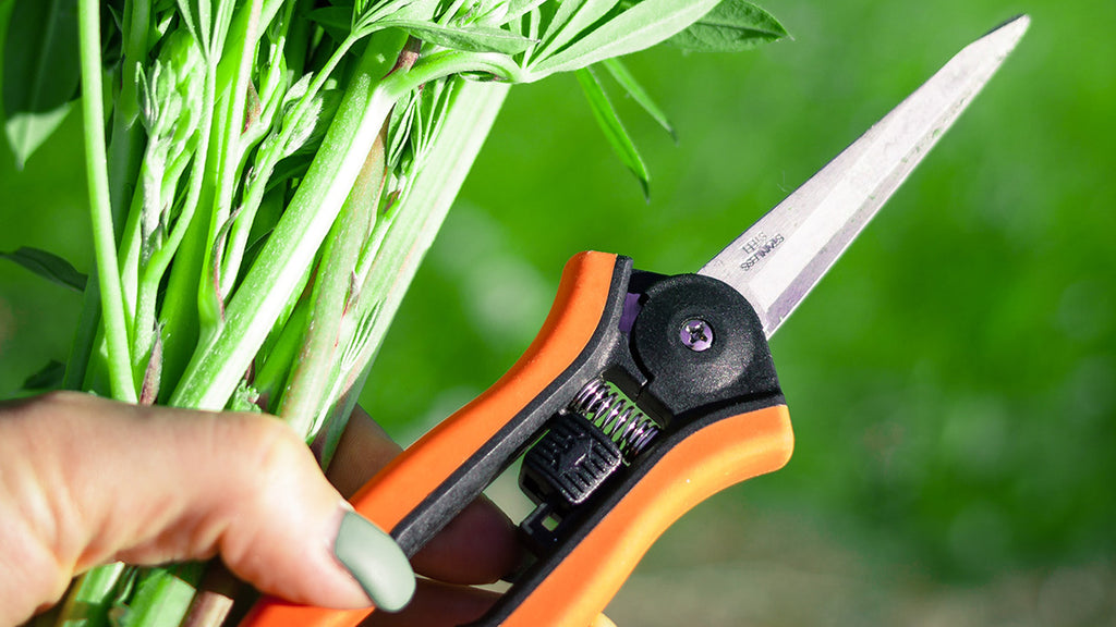 Should You Sterilize Your Pruners?