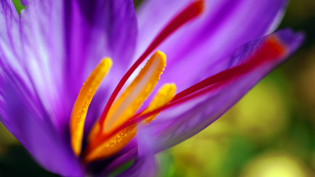 Growing Your Own Saffron: A Guide