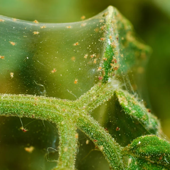 How To Get Rid Of Spider Mites