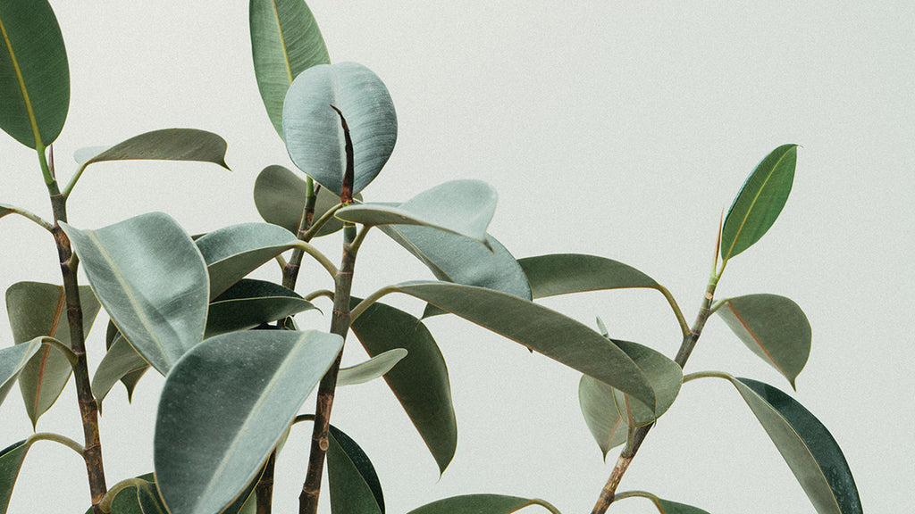 All About Topping Plants