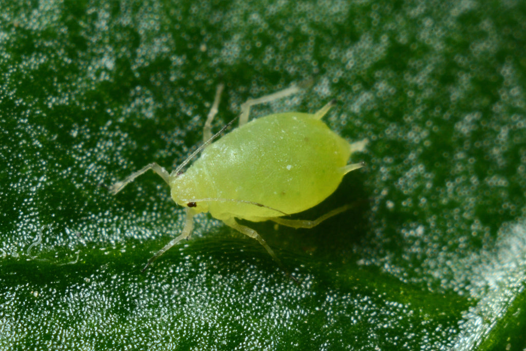 Controlling Pests Organically: Aphids, Whiteflies, and Thrips
