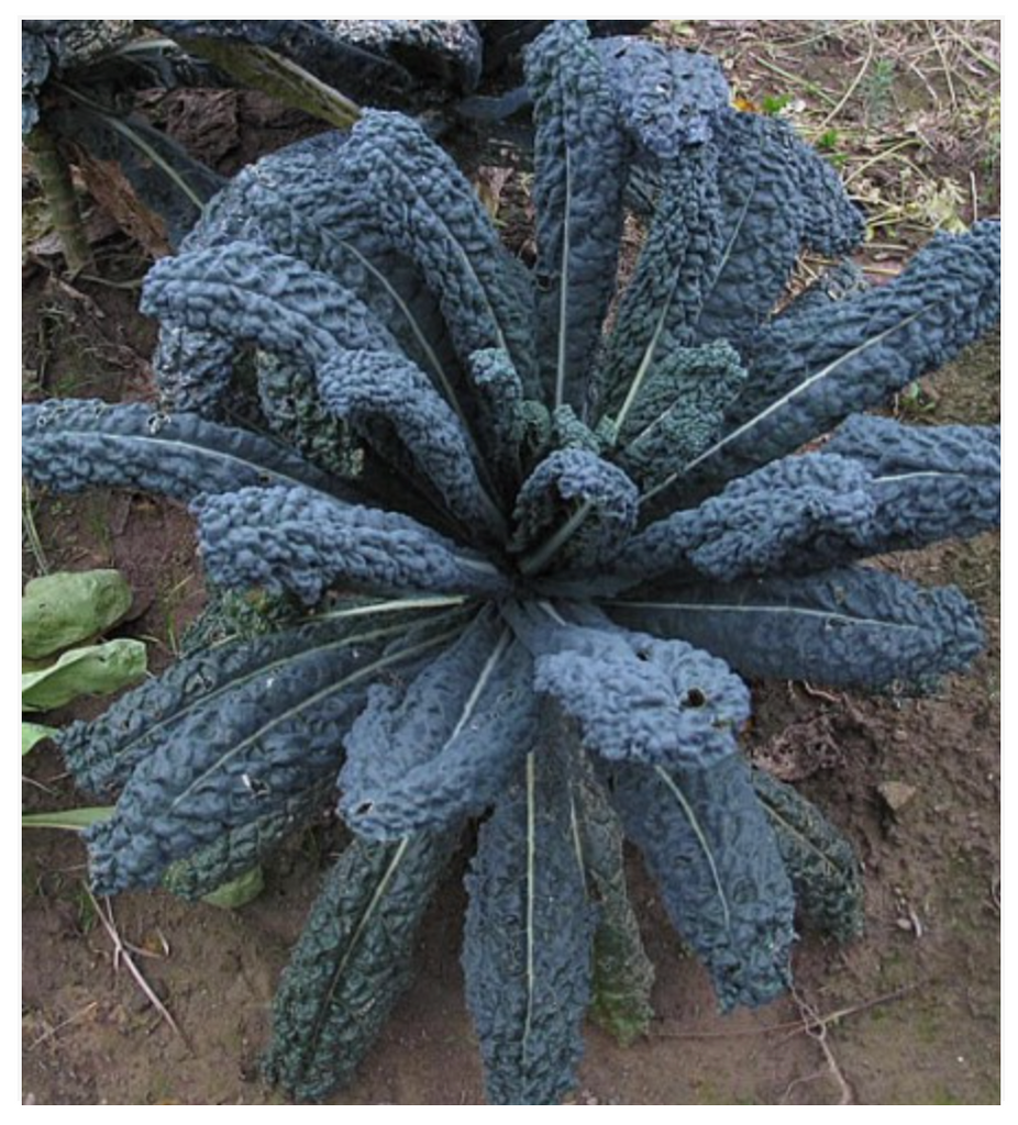 Kale Black Tuscan Lacinato Seeds Non GMO - Dutchman's Garden Supply Canada  – Dutchman's Hydroponics & Garden Supply