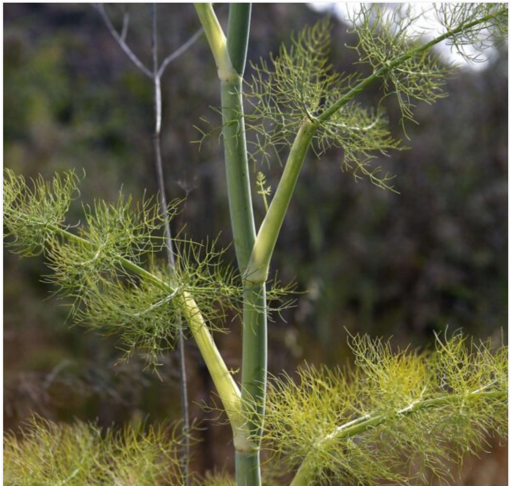 Wild Fennel Finocchio Selvatico Herb - Dutchman's Hydroponics & Garden Supply