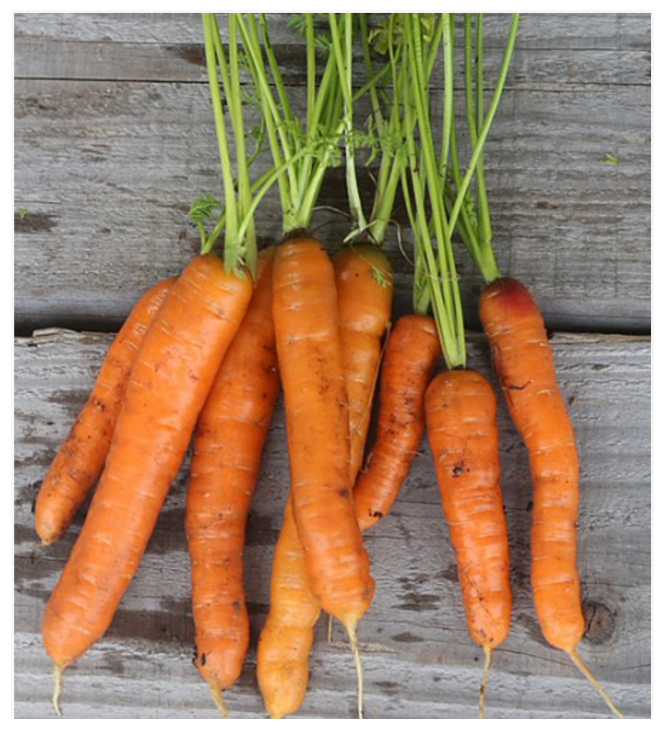 Carrot Touchon - Dutchman's Hydroponics & Garden Supply