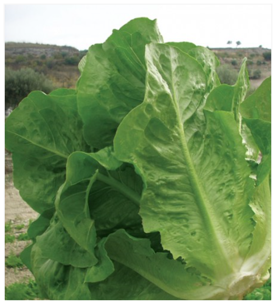 Lettuce Romaine Lentissima Montare