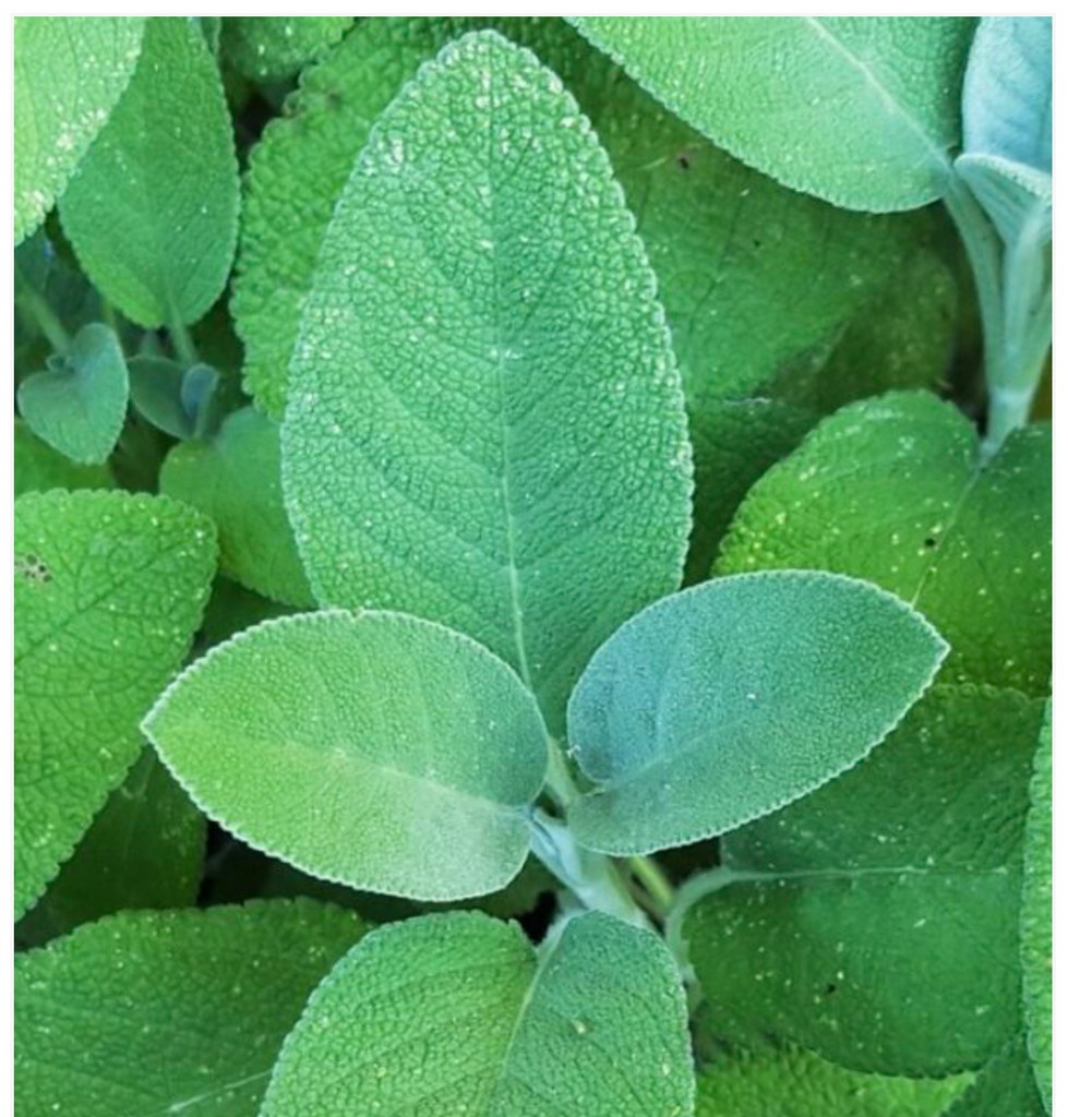 Sage Salvia Herb