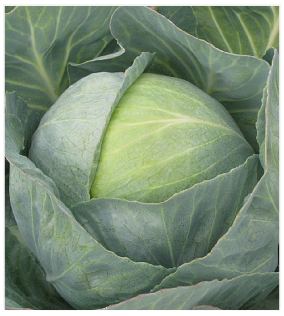Cabbage Copenhagen 2 - Dutchman's Hydroponics & Garden Supply