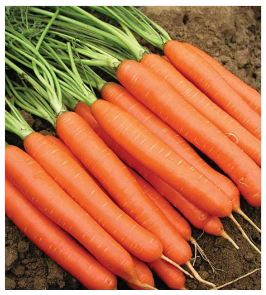 Carrot Nantes - Dutchman's Hydroponics & Garden Supply