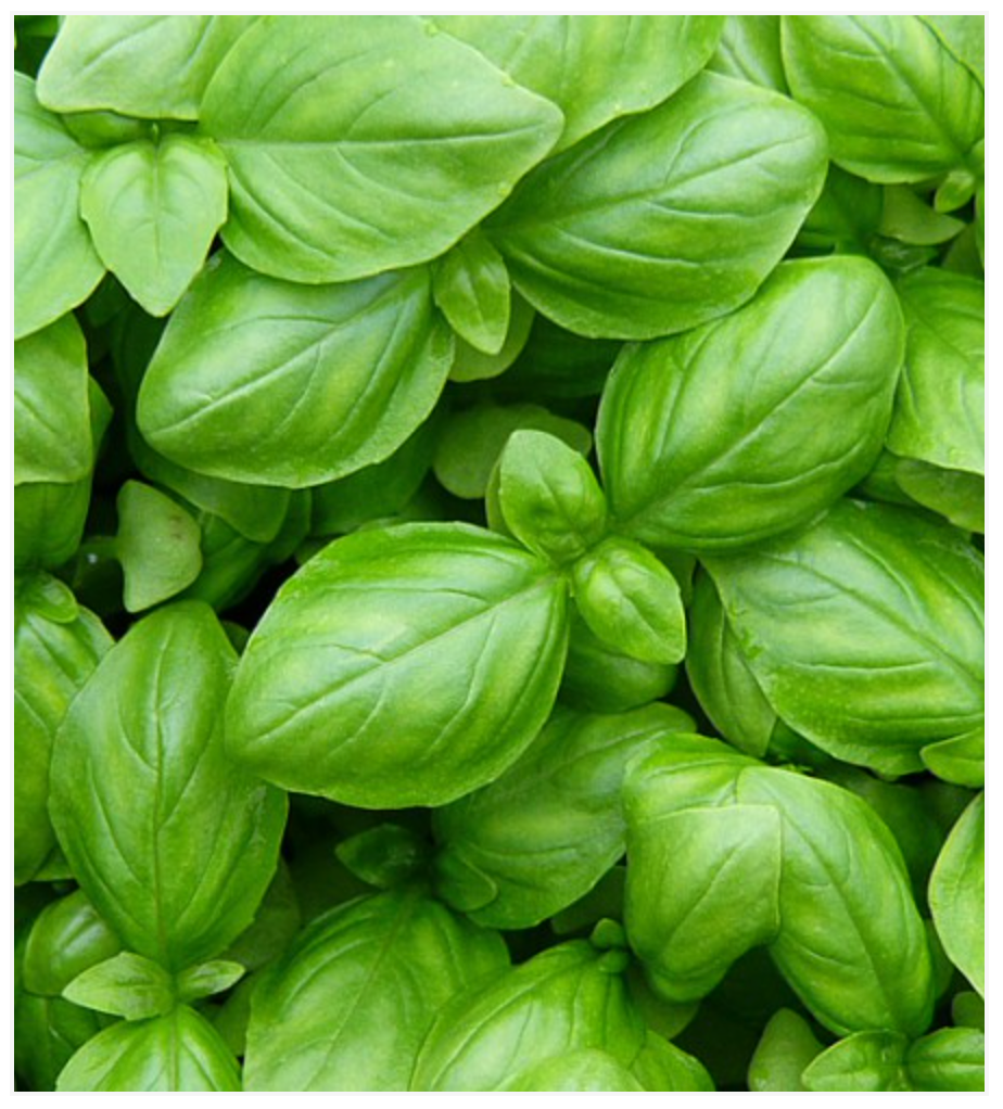 Basil Genovese Classic - Dutchman's Hydroponics & Garden Supply