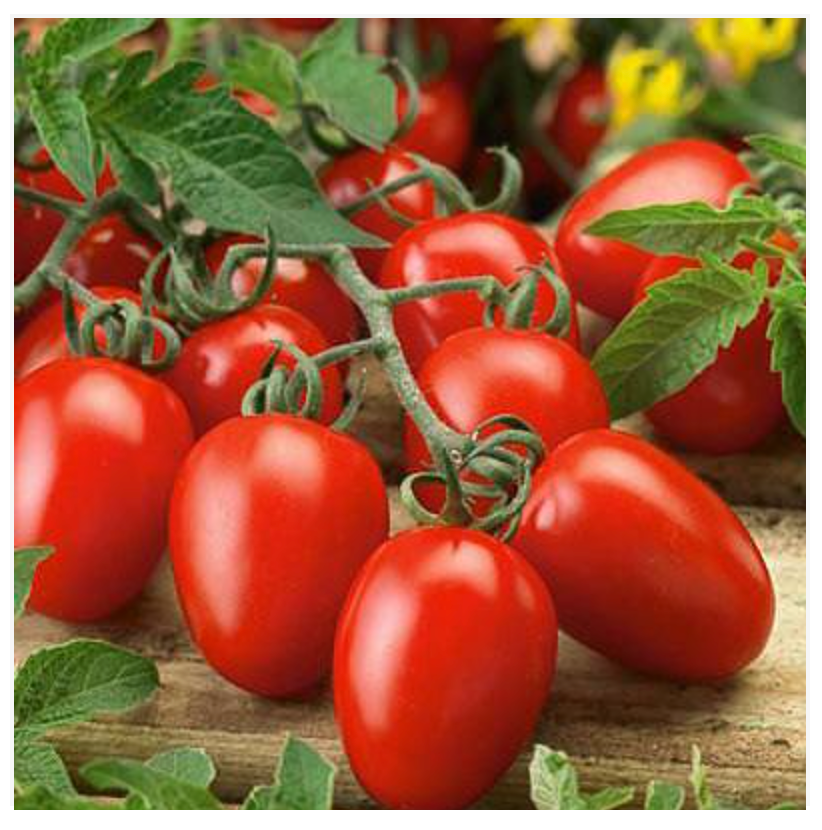 Tomato Plum Sel. Fiaschetto - Dutchman's Hydroponics & Garden Supply
