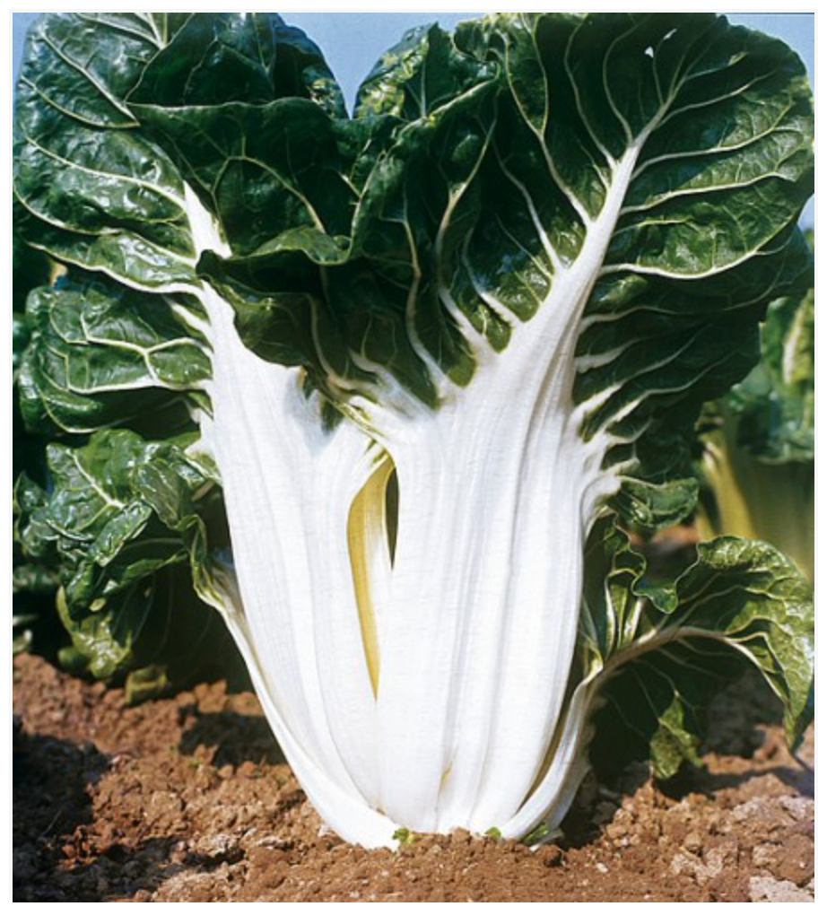 Swiss Chard Costa Verde Argentata 3 - Dutchman's Hydroponics & Garden Supply