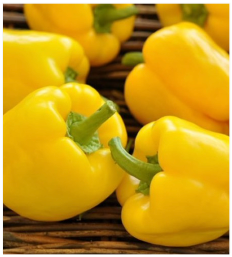 Pepper Bell Yellow Wonder (Quadrato Giallo D’ Asti) - Dutchman's Hydroponics & Garden Supply