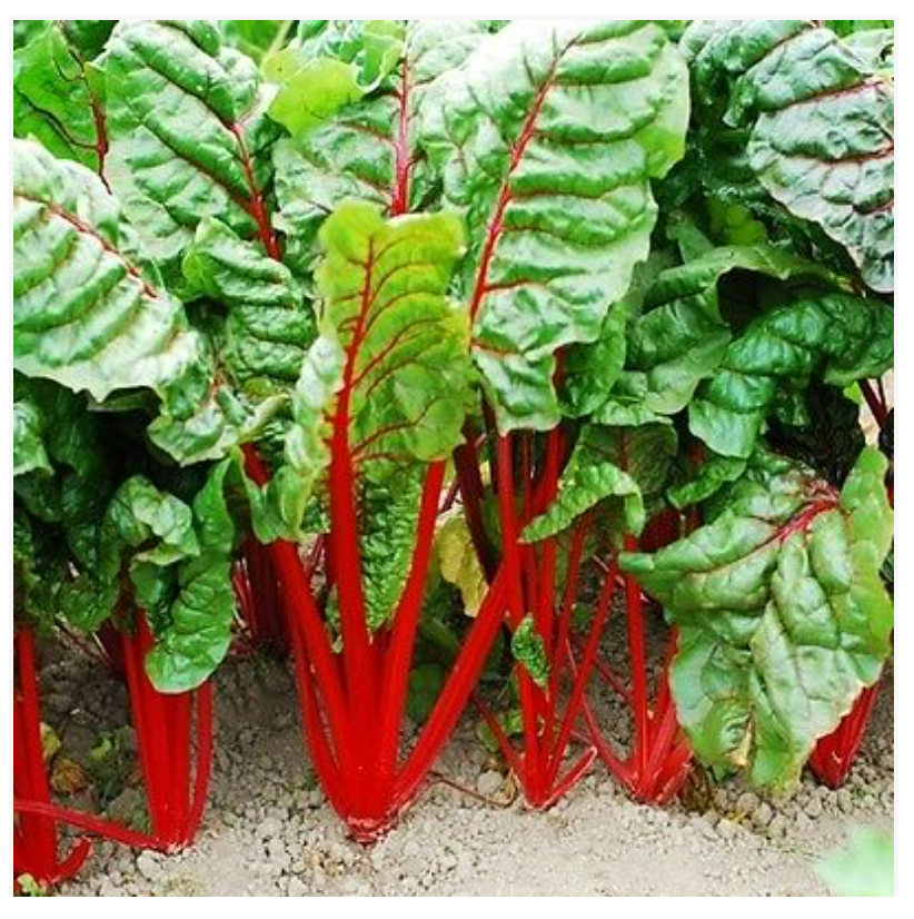 Swiss Chard Rhubarb Da Coste - Dutchman's Hydroponics & Garden Supply