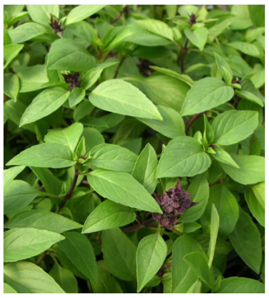 Lemon Basil
