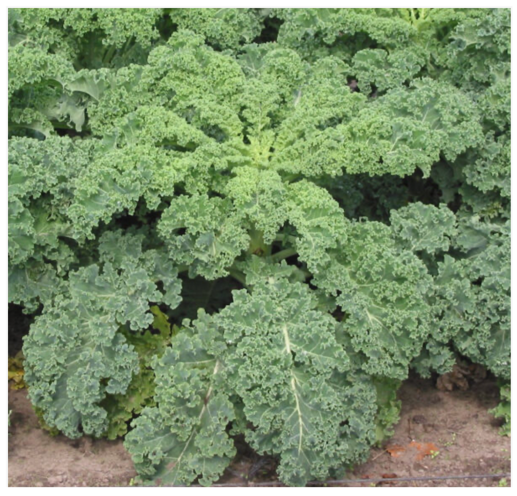 Kale Dwarf Curly Leaf - Dutchman's Hydroponics & Garden Supply