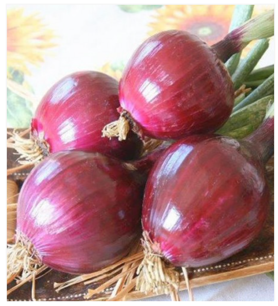 Onion Rossa Di Toscana Tonda