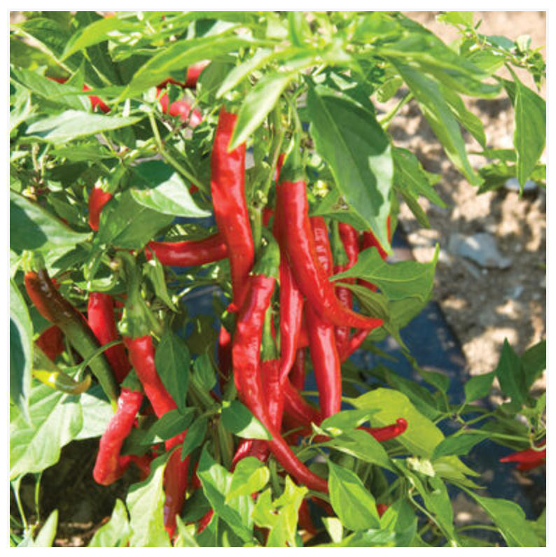 Pepper Hot Cayenne - Dutchman's Hydroponics & Garden Supply