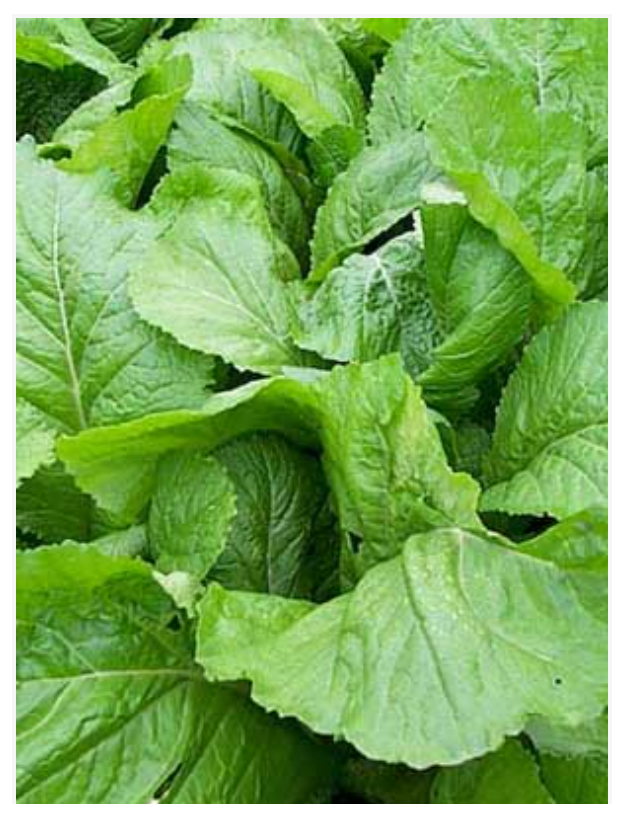 Mustard Greens Senape
