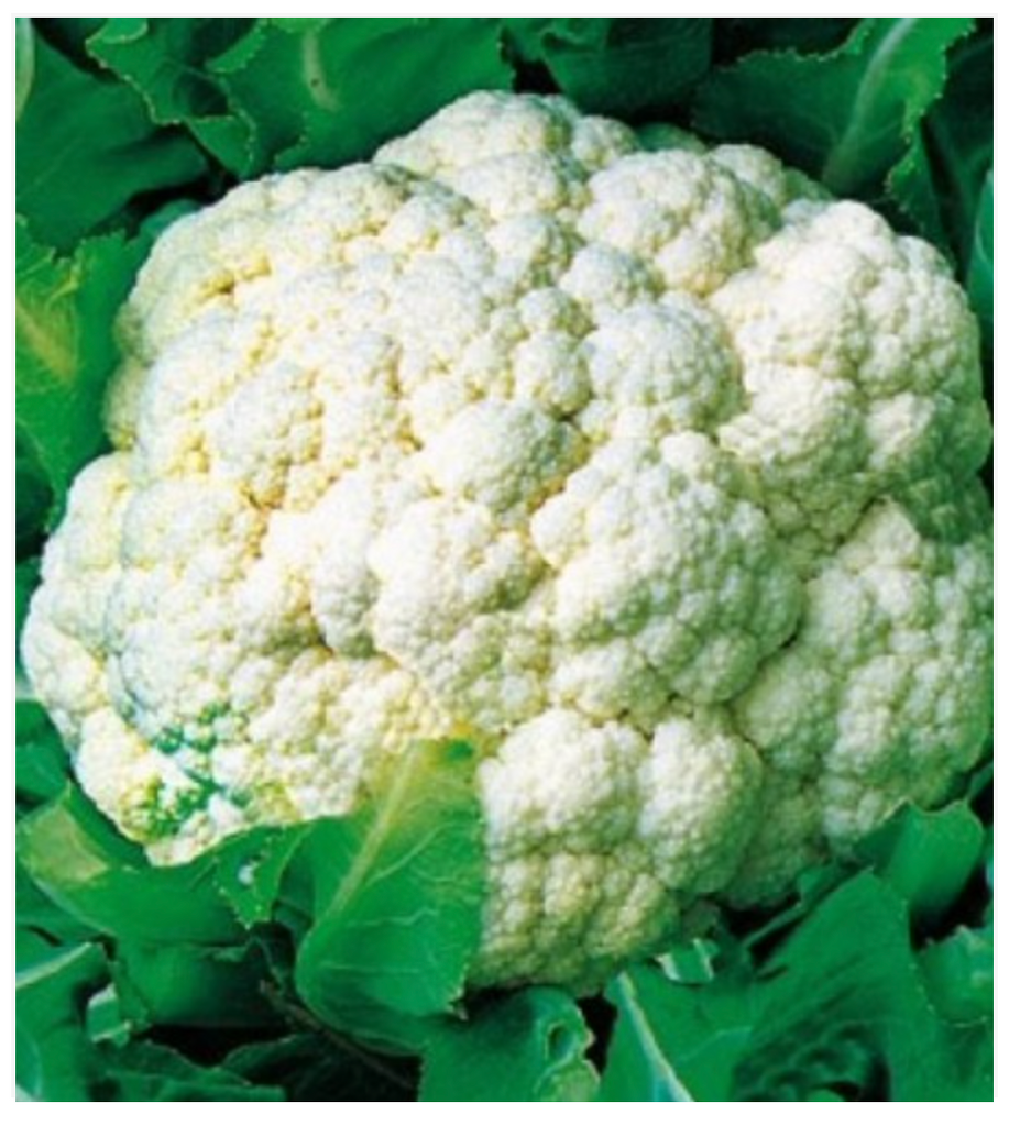 Cauliflower Early Snowball - Dutchman's Hydroponics & Garden Supply