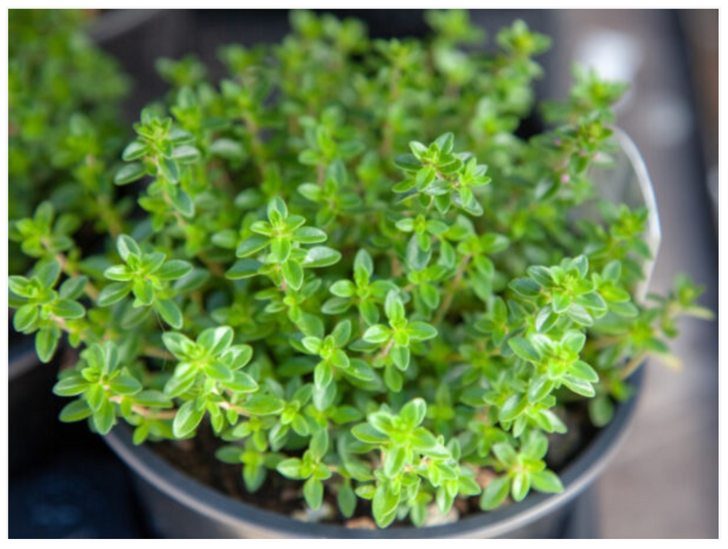 Thyme Timo Herb - Dutchman's Hydroponics & Garden Supply