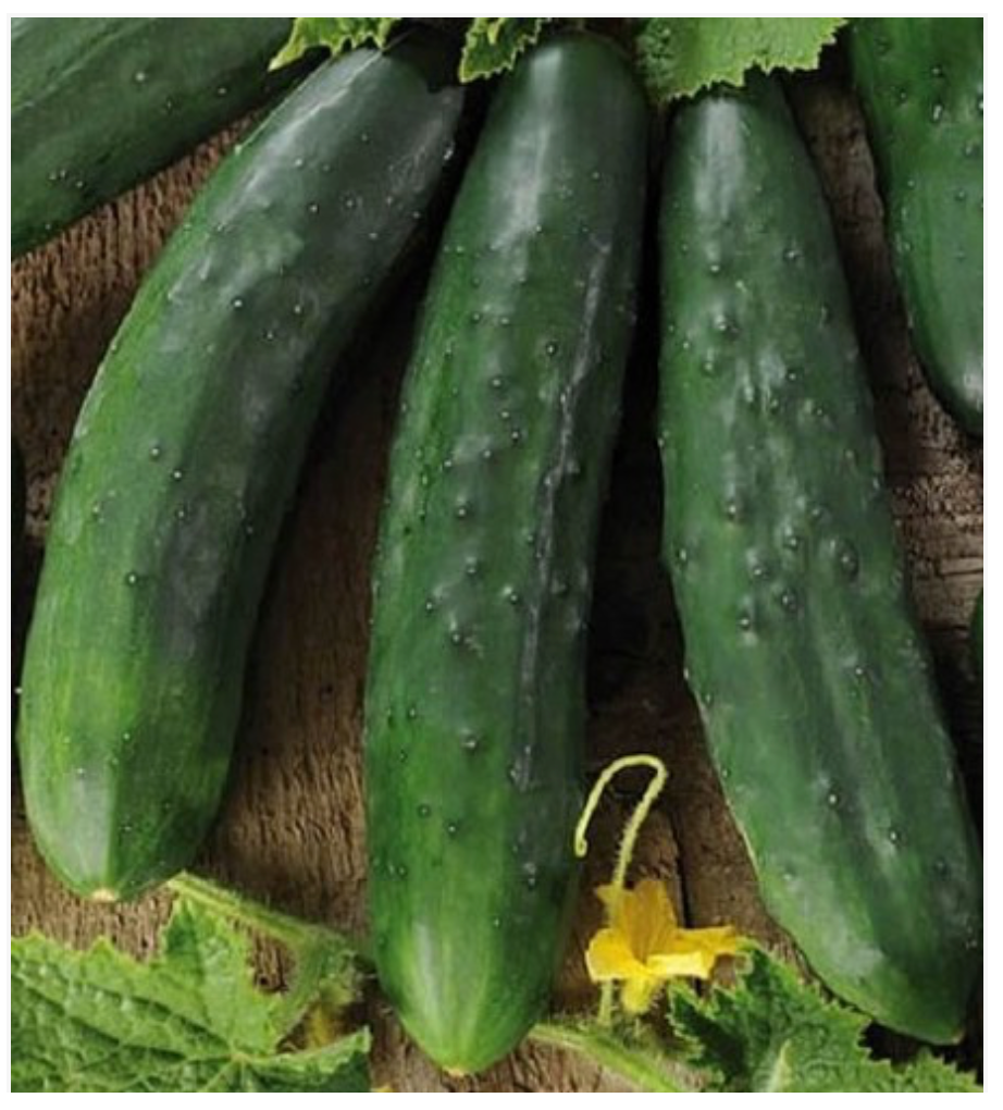 Cucumber Sweet Slicing (Mezzo Lungo)