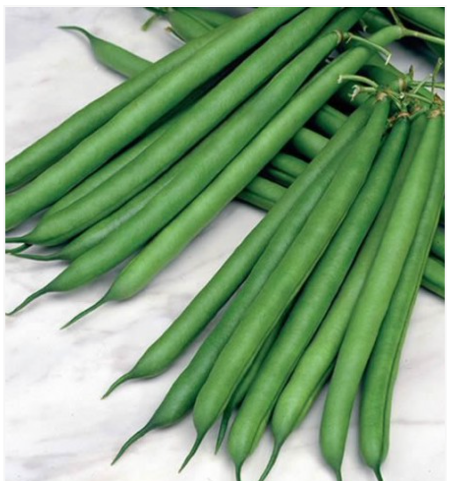 Bush Bean Provider (Stringless) - Dutchman's Hydroponics & Garden Supply