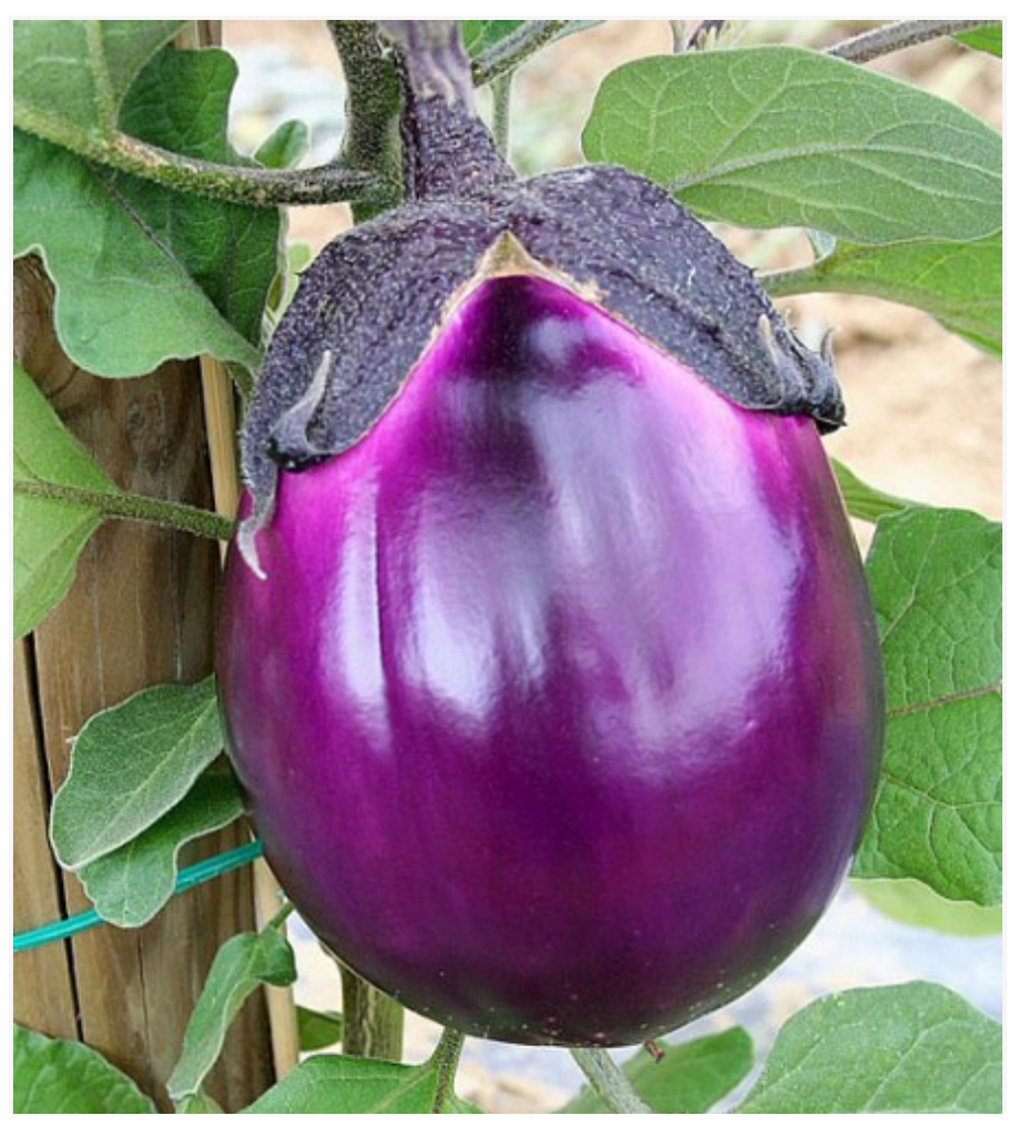 Eggplant Violetta Di Firenze - Dutchman's Hydroponics & Garden Supply