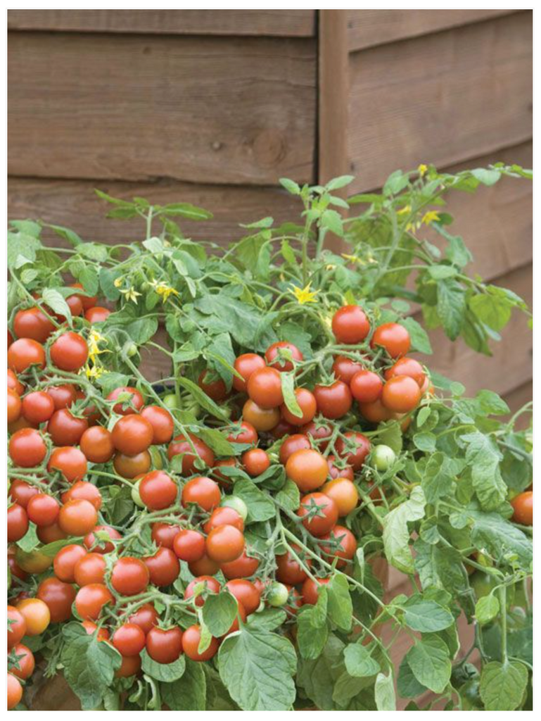 Tomato Cherry Winter Grappoli - Dutchman's Hydroponics & Garden Supply
