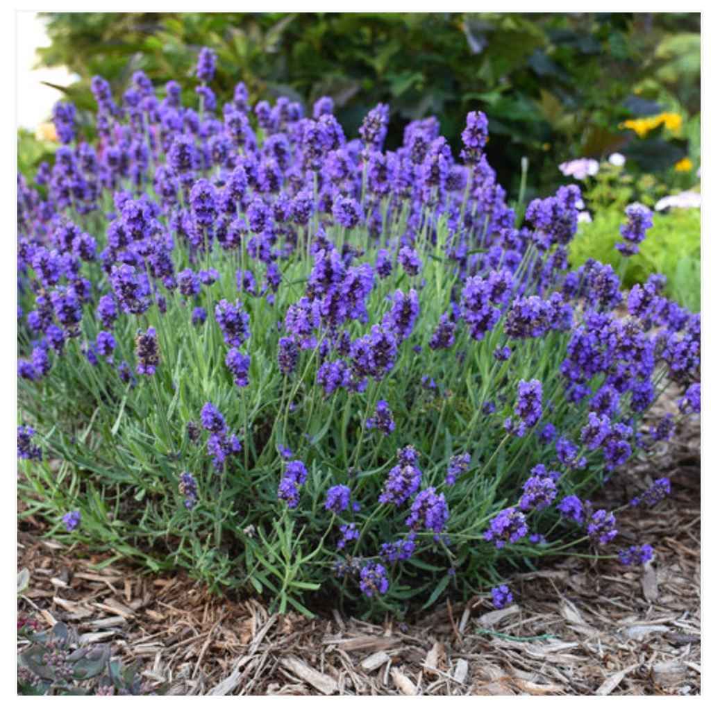 Lavender Mediterranean Herb - Dutchman's Hydroponics & Garden Supply