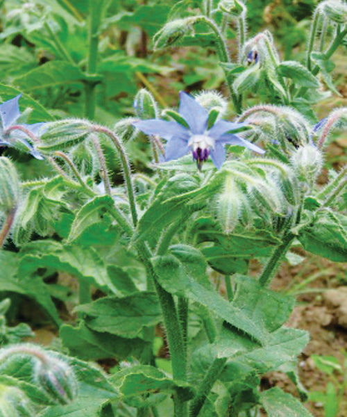 Borage Herb