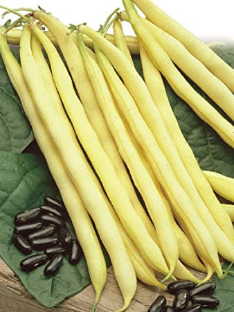 Bush Bean Pencil Pod Yellow