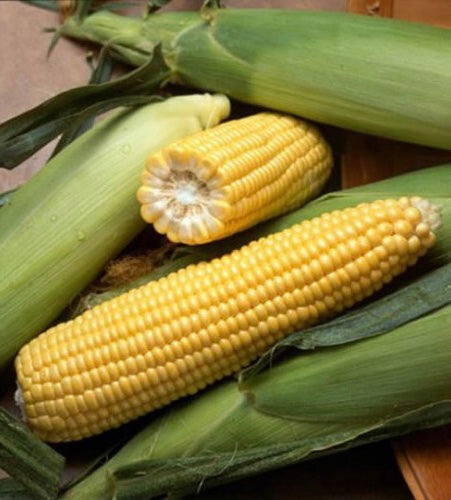 Corn Sweet Yellow