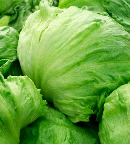 Lettuce Signorinella