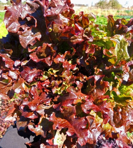 Lettuce Leaf Red Salad Bowl
